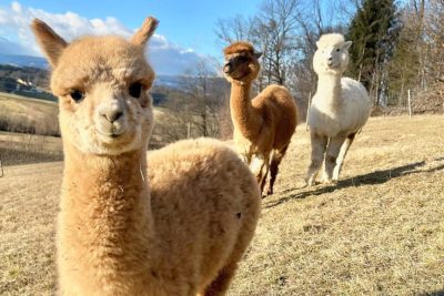 Alpaka ranč & Maribor