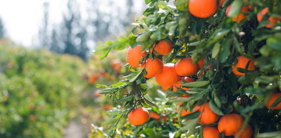 DOLINA MANDARINA I SPLITSKA AVANTURA